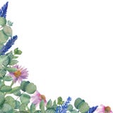 Ejemplo de la acuarela de las ramas de las hojas del eucalipto, de las flores medicinales del Echinacea y de las puntillas de la ilustración del vector Ejemplo de la acuarela de las ramas de las hojas del eucalipto, de las flores medicinales del Echinacea y de las puntillas de la ilustración del vector