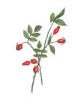 Ejemplo de la acuarela de la rama del wildrose con los berrys fotografía de archivo libre de regalías Ejemplo de la acuarela de la rama del wildrose con los berrys fotografía de archivo libre de regalías