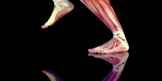 Ejemplo humano de la anatomía del cuerpo masculino de un basculador humano con los músculos visibles fotos de archivo Ejemplo humano de la anatomía del cuerpo masculino de un basculador humano con los músculos visibles fotos de archivo
