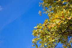 ekfilialer med ekollonar mot den blåa himlen arkivbilder ekfilialer med ekollonar mot den blåa himlen arkivbilder