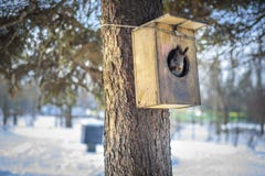 Ekorre i ett trädhus royaltyfri fotografi Ekorre i ett trädhus royaltyfri fotografi