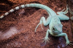 El Agama del lagarto verde con la cola rayada mira fijamente a través del vidrio en el parque zoológico de Kiev fotos de archivo El Agama del lagarto verde con la cola rayada mira fijamente a través del vidrio en el parque zoológico de Kiev fotos de archivo