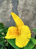 El agua cae en parecer de la flor un diamante imágenes de archivo libres de regalías El agua cae en parecer de la flor un diamante imágenes de archivo libres de regalías