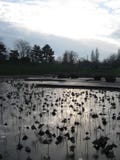 El ajuste del sol detrás de un lago congelado en el Parc De floral París, París fotografía de archivo libre de regalías El ajuste del sol detrás de un lago congelado en el Parc De floral París, París fotografía de archivo libre de regalías