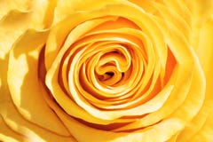 El amarillo se levantó El amarillo se levantó
