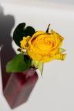 El amarillo subió en un florero rojo foto de archivo El amarillo subió en un florero rojo foto de archivo