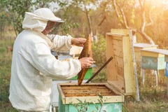 El apicultor está trabajando con las abejas y las colmenas en el colmenar Apicultura Fotos de archivo El apicultor está trabajando con las abejas y las colmenas en el colmenar Apicultura Fotos de archivo
