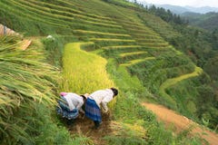 El arroz coloca en colgante de MU Cang Chai, Yen Bai, Vietnam Granjeros que cosechan en campo imagenes de archivo El arroz coloca en colgante de MU Cang Chai, Yen Bai, Vietnam Granjeros que cosechan en campo imagenes de archivo