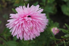 El aster rosado resuelve el amanecer en el parque de la ciudad Flor rosada del aster en un fondo aislado imágenes de archivo libres de regalías El aster rosado resuelve el amanecer en el parque de la ciudad Flor rosada del aster en un fondo aislado imágenes de archivo libres de regalías