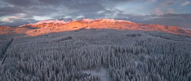 El bosque alpino del invierno en Pokljuka Eslovenia cubrió en nieve en el amanecer fotografía de archivo libre de regalías El bosque alpino del invierno en Pokljuka Eslovenia cubrió en nieve en el amanecer fotografía de archivo libre de regalías