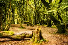 El bosque del duende fotografía de archivo libre de regalías El bosque del duende fotografía de archivo libre de regalías