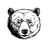 El bosquejo de la pluma y de la tinta de un oso dirige stock de ilustración El bosquejo de la pluma y de la tinta de un oso dirige stock de ilustración