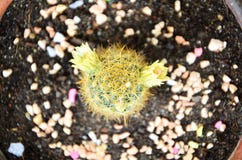 El cactus verde hermoso y las flores florecientes fotos de archivo libres de regalías El cactus verde hermoso y las flores florecientes fotos de archivo libres de regalías