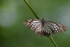 El campo común oriental maravilloso imita la mariposa del clytia del clytia del papilio imágenes de archivo libres de regalías El campo común oriental maravilloso imita la mariposa del clytia del clytia del papilio imágenes de archivo libres de regalías