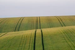 El campo hermoso con los campos de trigo verdes ajardina foto de archivo El campo hermoso con los campos de trigo verdes ajardina foto de archivo
