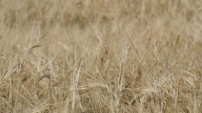 El campo hermoso del trigo maduro, espiguillas del trigo se sacude en el viento metrajes El campo hermoso del trigo maduro, espiguillas del trigo se sacude en el viento metrajes