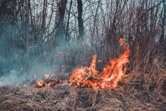 El campo quema la hierba seca, es ambientalmente peligroso, contaminación del ambiente y el aire, la destrucción de la flora imágenes de archivo libres de regalías El campo quema la hierba seca, es ambientalmente peligroso, contaminación del ambiente y el aire, la destrucción de la flora imágenes de archivo libres de regalías