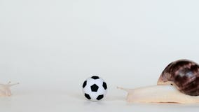 El caracol se arrastra lentamente hasta el balón de fútbol en un fondo blanco Fútbol del juego de los animales Cóclea lenta metrajes El caracol se arrastra lentamente hasta el balón de fútbol en un fondo blanco Fútbol del juego de los animales Cóclea lenta metrajes