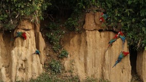 el chloropterus Rojo-y-verde del Ara de los Macaws en la arcilla se lame en Manu National Park, Perú, loros que recolectan para e almacen de video el chloropterus Rojo-y-verde del Ara de los Macaws en la arcilla se lame en Manu National Park, Perú, loros que recolectan para e almacen de video