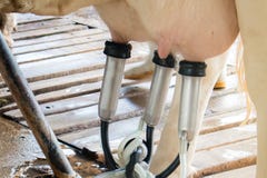 El ciclo de negocio del cultivo de las vacas lecheras imágenes de archivo libres de regalías El ciclo de negocio del cultivo de las vacas lecheras imágenes de archivo libres de regalías