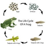 El ciclo de vida de una rana ilustración del vector El ciclo de vida de una rana ilustración del vector