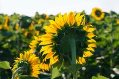 El cierre floreciente del girasol para arriba contra el sol imagen de archivo El cierre floreciente del girasol para arriba contra el sol imagen de archivo