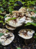 El cierre hermoso sube del hongo, del musgo y de las setas encontrados en bosques rústicos del pino de Finlandia fotografía de archivo libre de regalías El cierre hermoso sube del hongo, del musgo y de las setas encontrados en bosques rústicos del pino de Finlandia fotografía de archivo libre de regalías