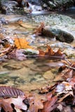 El cierre para arriba de los arces rojo marrón del roble deja la mentira inundada en el río en bosque colorido hermoso con el río fotos de archivo libres de regalías El cierre para arriba de los arces rojo marrón del roble deja la mentira inundada en el río en bosque colorido hermoso con el río fotos de archivo libres de regalías