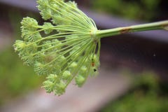 El cingulatus del Araneus de la araña, su web y la cámara pupal fotografía de archivo El cingulatus del Araneus de la araña, su web y la cámara pupal fotografía de archivo