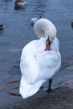 El cisne blanco hermoso limpia plumas en los bancos del río de Moldava en Praga, República Checa imagen de archivo libre de regalías El cisne blanco hermoso limpia plumas en los bancos del río de Moldava en Praga, República Checa imagen de archivo libre de regalías