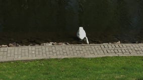 El cisne blanco nada sobre un depósito abandonado El cisne blanco nada sobre un depósito abandonado
