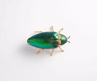 El color de rub?es del insecto se va volando dif?cilmente imágenes de archivo libres de regalías El color de rub?es del insecto se va volando dif?cilmente imágenes de archivo libres de regalías