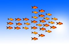 El concepto de la dirección con el grupo de pescados de oro sigue la misma dirección con su líder Imágenes de archivo libres de regalías El concepto de la dirección con el grupo de pescados de oro sigue la misma dirección con su líder Imágenes de archivo libres de regalías