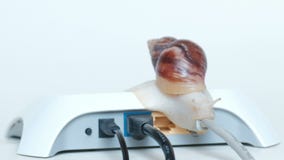 El concepto de velocidad de Internet y de transferencia de datos lentas sobre la red local Un caracol grande se sienta en un alam almacen de video El concepto de velocidad de Internet y de transferencia de datos lentas sobre la red local Un caracol grande se sienta en un alam almacen de video