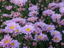 El crisantemo rosado tiene polen amarillo plantado junto como grupo de flores fotografía de archivo El crisantemo rosado tiene polen amarillo plantado junto como grupo de flores fotografía de archivo