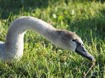 El cuello y la cabeza de un cisne gris salvaje fotografía de archivo libre de regalías El cuello y la cabeza de un cisne gris salvaje fotografía de archivo libre de regalías