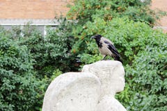 el cuervo del pájaro está sentando en el jefe de una estatua un ángel, que los vándalos saltaron la nariz fotografía de archivo el cuervo del pájaro está sentando en el jefe de una estatua un ángel, que los vándalos saltaron la nariz fotografía de archivo
