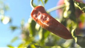 El cultivo de la pimienta tiene crecimiento de las plantas del paprika dentro de un invernadero fotografía de archivo libre de regalías El cultivo de la pimienta tiene crecimiento de las plantas del paprika dentro de un invernadero fotografía de archivo libre de regalías