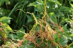 El Cuscuta, temblequea, las plantas parásitas Fotografía de archivo El Cuscuta, temblequea, las plantas parásitas Fotografía de archivo