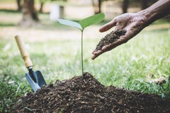 El d?a que reforestaba, manos del ambiente mundial del hombre joven plantaba los alm?cigos y el ?rbol que crec?an en suelo mientr imágenes de archivo libres de regalías El d?a que reforestaba, manos del ambiente mundial del hombre joven plantaba los alm?cigos y el ?rbol que crec?an en suelo mientr imágenes de archivo libres de regalías