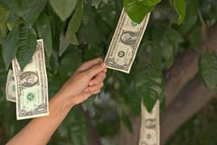 El dinero crece en árboles El dinero crece en árboles
