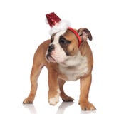 El dogo inglés lindo santa camina mientras que mira al lado fotos de archivo libres de regalías El dogo inglés lindo santa camina mientras que mira al lado fotos de archivo libres de regalías