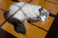 El dormir adulto del gato del ragdoll del punto azul fotografía de archivo libre de regalías El dormir adulto del gato del ragdoll del punto azul fotografía de archivo libre de regalías