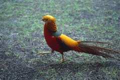 El faisán de oro apuntala su materia imágenes de archivo libres de regalías El faisán de oro apuntala su materia imágenes de archivo libres de regalías