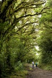 El follaje enorme, verde rodea las pistas de senderismo numerosas en la nube Forest Reserve de Monteverde en Costa Rica imágenes de archivo libres de regalías El follaje enorme, verde rodea las pistas de senderismo numerosas en la nube Forest Reserve de Monteverde en Costa Rica imágenes de archivo libres de regalías