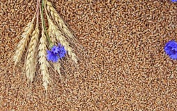 El fondo de los oídos del trigo con acianos azules de las flores miente en los granos de oro del trigo dispersados en la tabla de fotografía de archivo libre de regalías El fondo de los oídos del trigo con acianos azules de las flores miente en los granos de oro del trigo dispersados en la tabla de fotografía de archivo libre de regalías