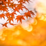 El fondo otoñal, marple rojo levemente defocused se va Imagen de archivo El fondo otoñal, marple rojo levemente defocused se va Imagen de archivo
