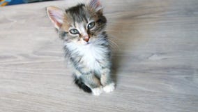 El gatito encantador se está sentando en la tabla y está mirando la cámara almacen de video El gatito encantador se está sentando en la tabla y está mirando la cámara almacen de video