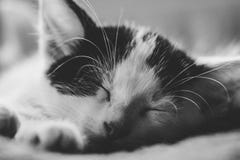 El gatito lindo duerme B&W fotografía de archivo libre de regalías El gatito lindo duerme B&W fotografía de archivo libre de regalías