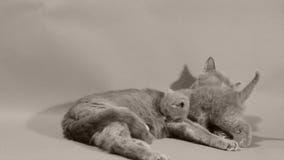 El gatito quiere la leche del gato de la mamá El gatito quiere la leche del gato de la mamá